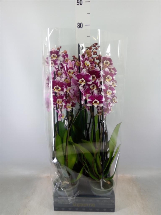 <h4>Phalaenopsis 'Ant Barcelona'</h4>