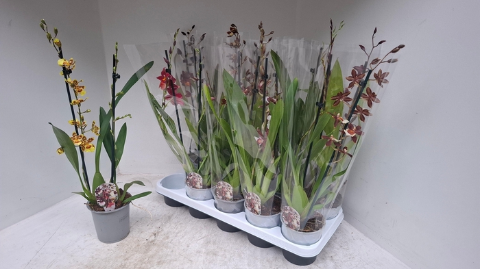 <h4>CAMBRIA GRP GEM</h4>