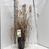 Miscanthus sinensis