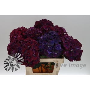 Hydrangea mag ruby red purple