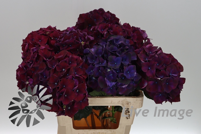 <h4>Hydrangea mag ruby red purple</h4>