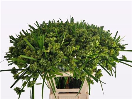 <h4>Cyperus Glaber</h4>