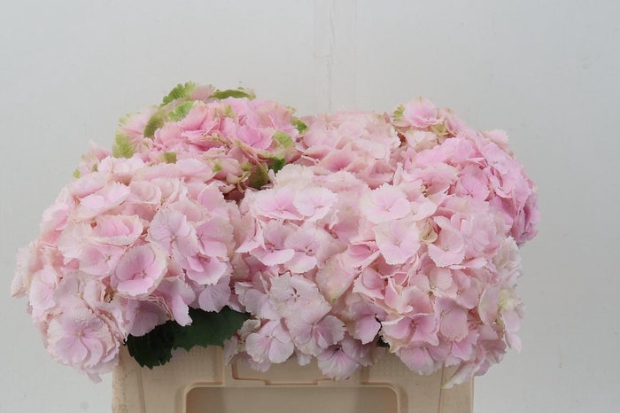 <h4>Hydr M Ch Verena</h4>