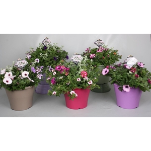 Perkplanten   ...mix /pot [Bedding]