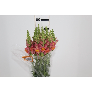 BOCA DE LEAO POTOMAC DARK ORANGE 070 CM