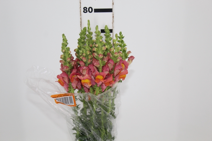<h4>BOCA DE LEAO POTOMAC DARK ORANGE 070 CM</h4>
