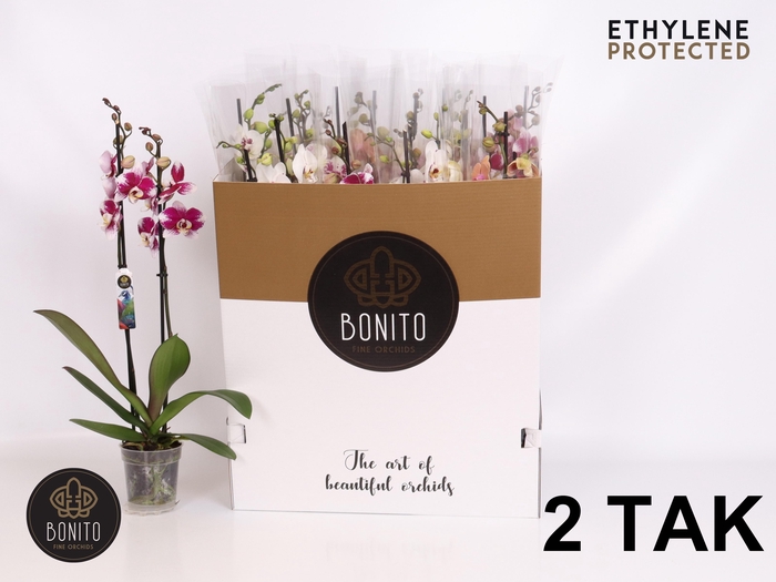 <h4>PHAL GEM 7 KL</h4>