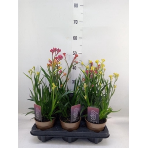 Anigozanthos   ...mix