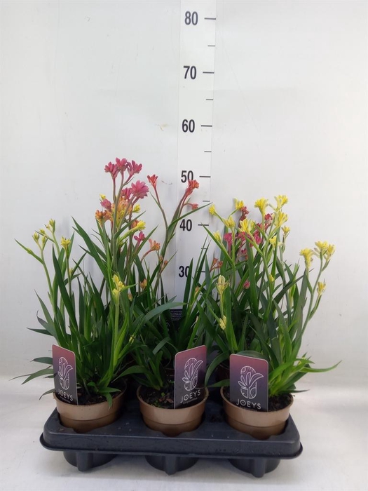 <h4>Anigozanthos   ...mix</h4>