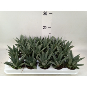 Gasteria