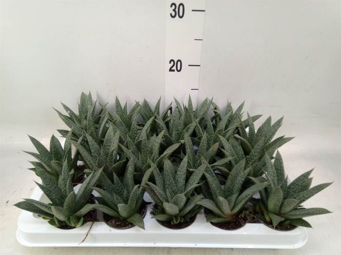 <h4>Gasteria</h4>