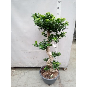 Ficus microcarpa 'Ginseng'