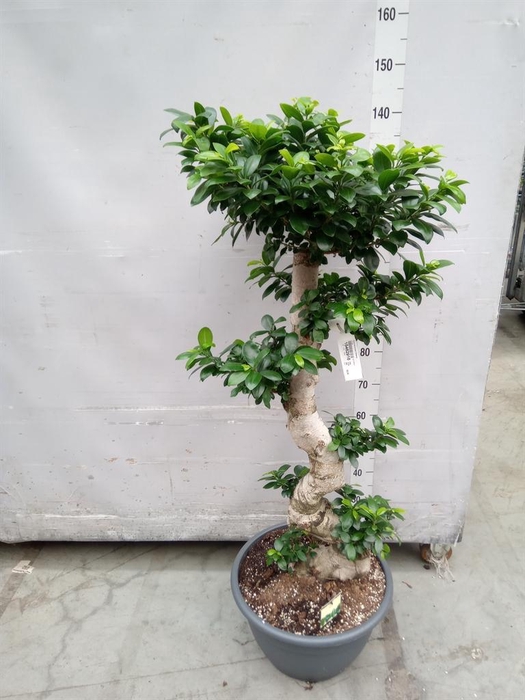 <h4>Ficus microcarpa 'Ginseng'</h4>
