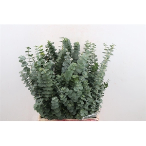 Baby Blue Short 150gr