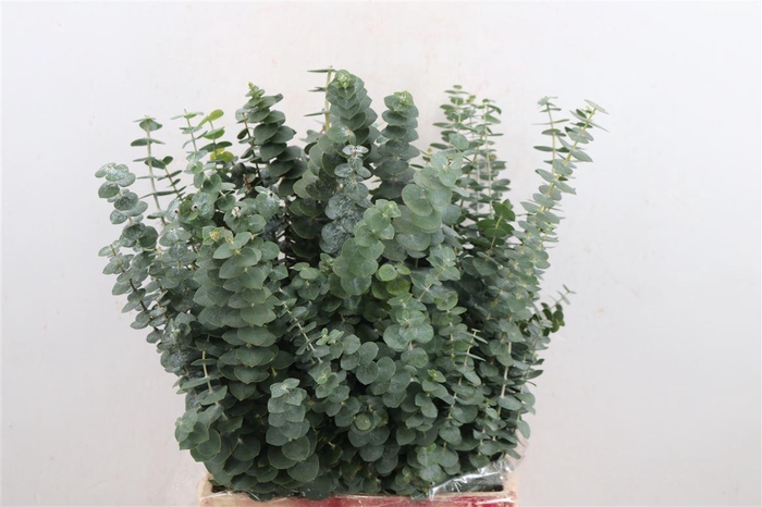 <h4>Euca Baby Blue Short 150gr South Africa P Bunch</h4>