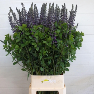 Baptisia Blue 120cm P Stem