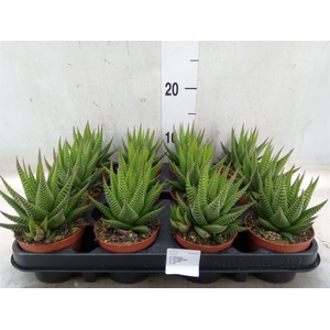 Haworthia   ...