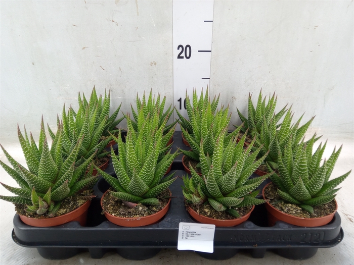 <h4>Haworthia   ...</h4>