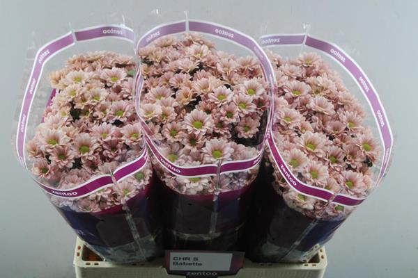 <h4>Chrys sa babette</h4>