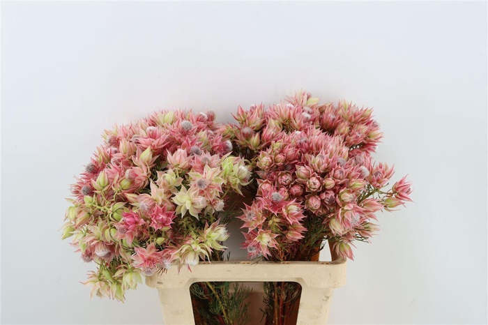 <h4>Blushing Bride - Satin Star 2-5</h4>