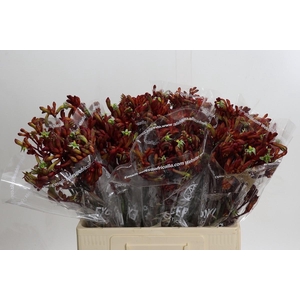 Anigozanthos Early Spring Indoor