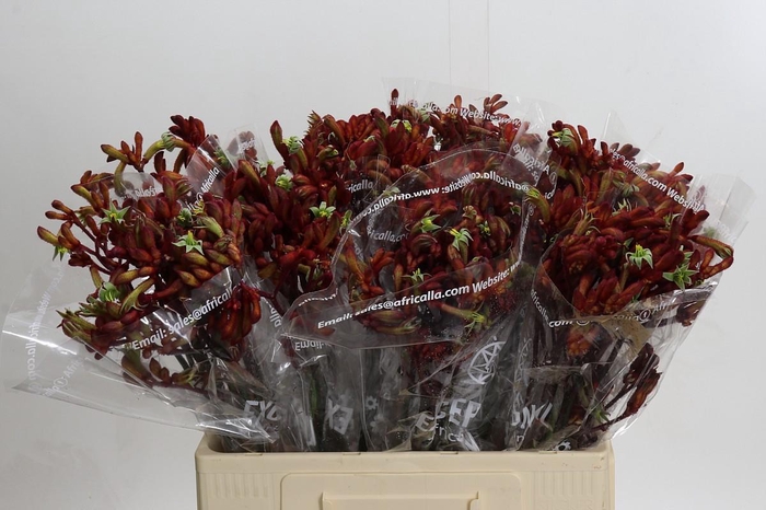 <h4>Anigozanthos Early Spring Indoor</h4>