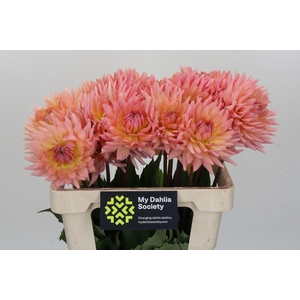 Dahlia Charleroi