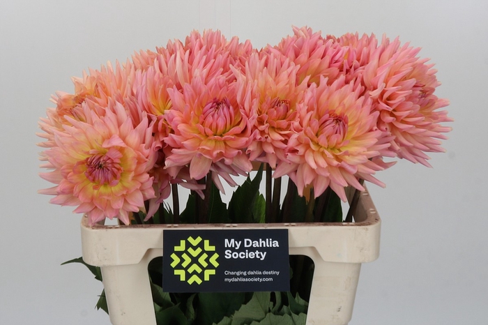 <h4>Dahlia Charleroi</h4>
