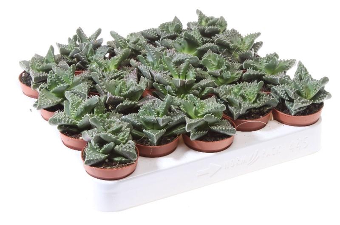 <h4>Faucaria tigrina</h4>