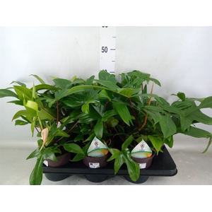 Philodendron   ...