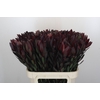 Leucadendron Saf Sunset Dark R.