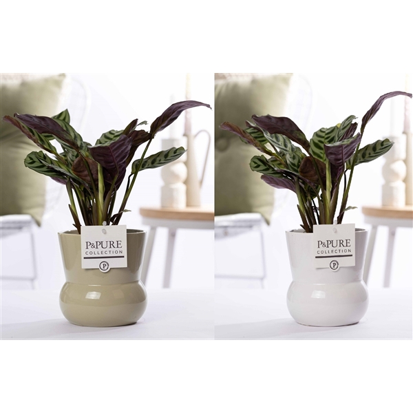 <h4>Ctenanthe Burle Marxii in P&PURE Plant Vase Maxima ass. 2</h4>