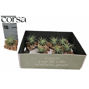 ARR TILLANDSIA