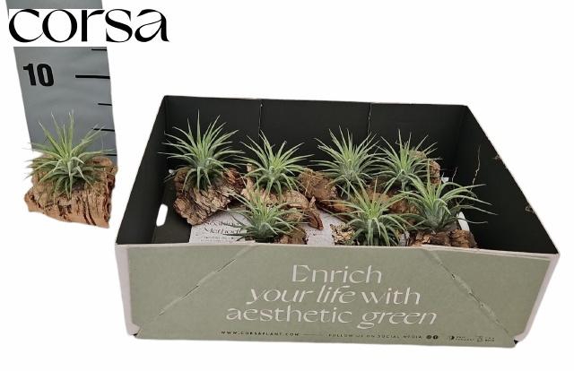 <h4>ARR TILLANDSIA</h4>