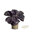 CALATHEA ROSEOPICTA p11