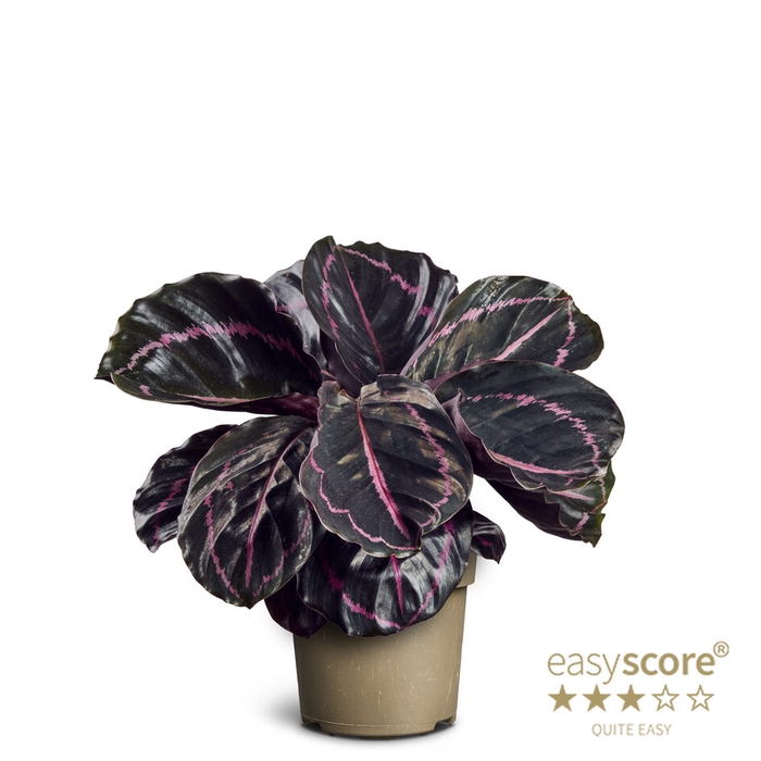 CALATHEA ROSEOPICTA p11