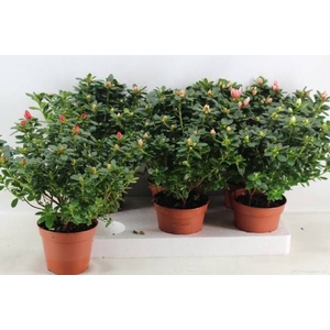 RHODO SI GEM