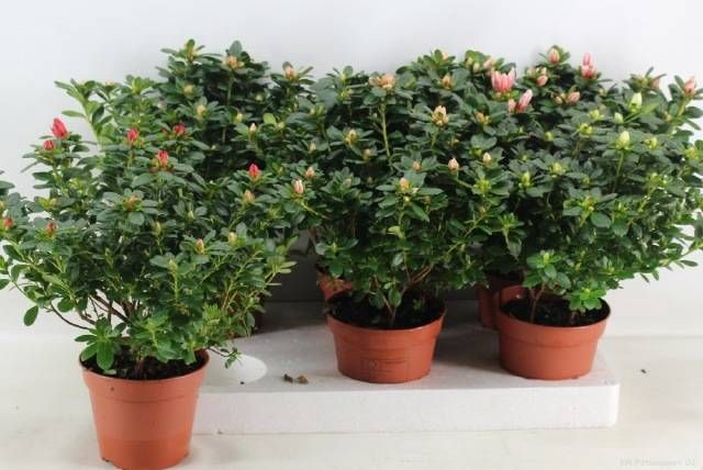 <h4>RHODO SI GEM</h4>