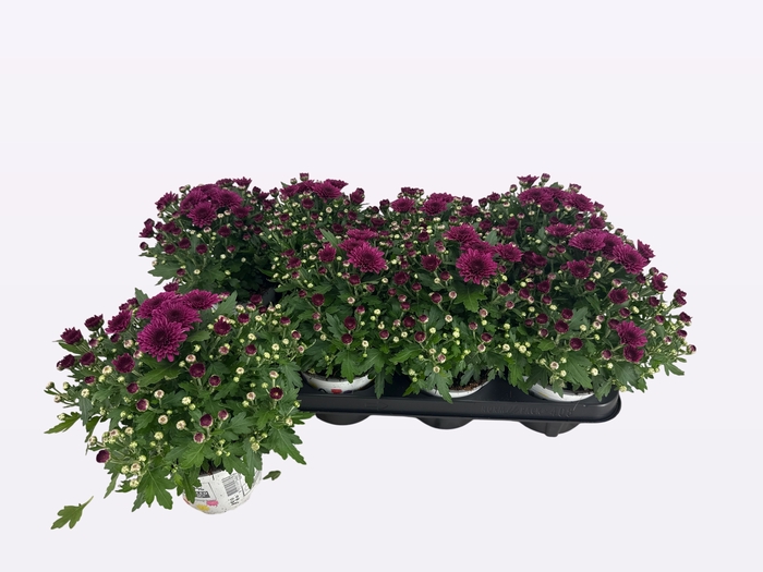 <h4>CHRY GARD DOU PURPLE</h4>