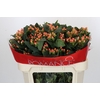 Hypericum Mellow Romance Spray
