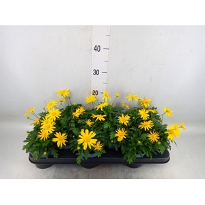 Euryops  'Sonnenschein'