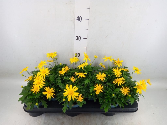 <h4>Euryops  'Sonnenschein'</h4>