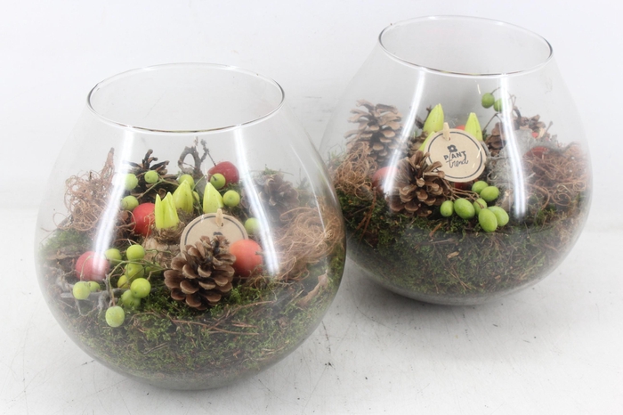 <h4>arr4 Hyacint PL - Glas bol XL x2</h4>