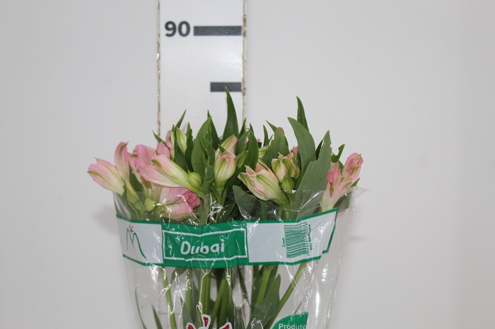 <h4>ALSTROEMERIA DUBAI 080 CM</h4>