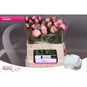 Paeonia Gardenia | Heavy Quality