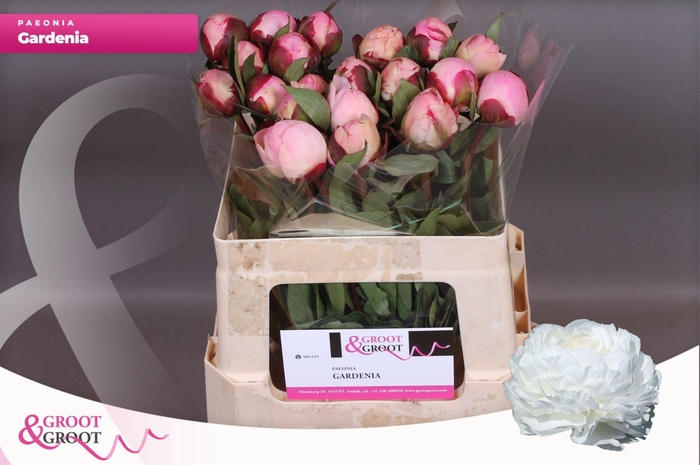 Paeonia Gardenia | Heavy Quality