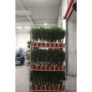 Dra Marginata 30-10 Cm