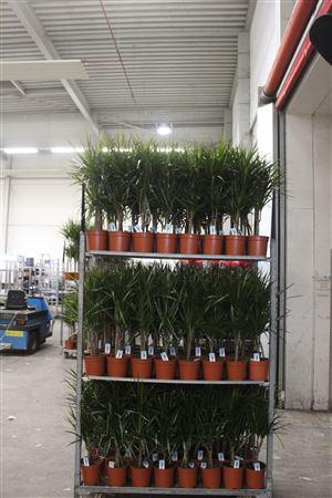 <h4>Dra Marginata 30-10 Cm</h4>