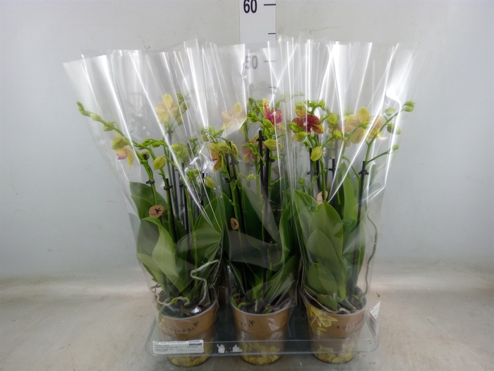 <h4>Phalaenopsis multi. 'Ant Grossetto'</h4>