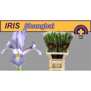 Iris Shanghai Licht Blauw
